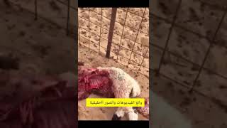 قنص ضبع خلف مجزرة للأغنام .  Hyena sniping behind the slaughter of sheep