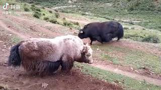 ཁམས་འབའ་ཐང་གཡག་རྡོག