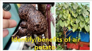 Air potato|| हवाई आलू ||अजूबा vine  वाराही कंद||गेठी||How to grow/care /Identify Dioscorea bublifera