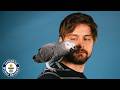 Apollo The Genius Parrot - Guinness World Records