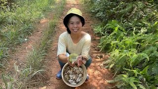 小秀去树林采蘑菇，新鲜好看的野生菌，你们见过吗？