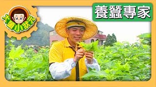 【養蠶專家】大頭小狀元 S1 第1集｜香蕉哥哥｜兒童節目｜YOYO