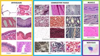 Practice Identifying Tissues (Complete)