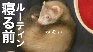 赤ちゃんフェレットのナイトルーティン。