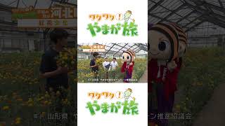 【ワクワク！やまが旅】　紅花文化　予告　#shorts