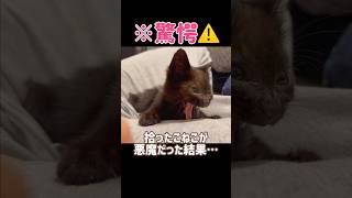 【衝撃⚠️】拾ったこねこが悪魔だった結果…🐈‍⬛