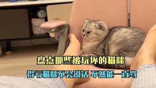 盘点那些被玩坏的猫咪，得亏猫咪不会说话，不然能一直骂