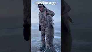 Трофей на льду! Зимняя рыбалка.