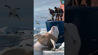 The story of the friendship between a bear and a Beluga whale in the arctic