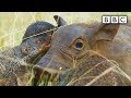 Spy robot warthog gets pampered by mongooses | Spy in the Wild - BBC