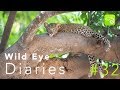 Wild Eye Diaries Episode #32