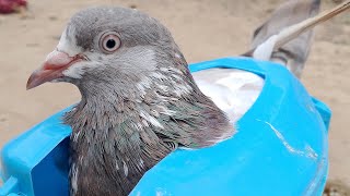 PIGEONS TREATMENT is live!