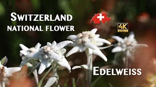 Switzerland's National Flower | Edelweiss