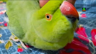 Mago My Female Ringneck Talking Parrot Speaking With Maxi And Rosie In Urdu/Hindi