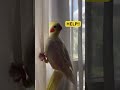 help ショート shorts オカメインコ cocktail コメント大歓迎