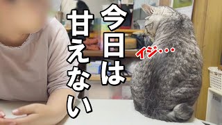 いじけ？素直に甘えなくなった猫がかわいい【保護猫・老猫】