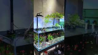 Glo tetra fish#meditationmusic #music  #aquarium #viralshorts  #fishing #viralvideo #usa