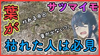 サツマイモの葉が枯れた！原因や対策について紹介しています。