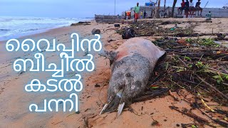 വൈപ്പിൻ ബീച്ചിൽ കടൽപന്നി Near Puthuvype Lighthouse |Ernakulam|