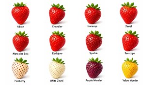 Every Strawberry type Explained 🍓