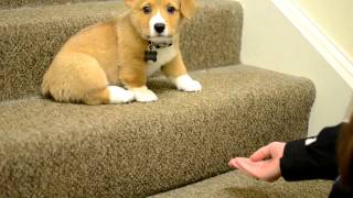 Practicing stairs with corgi puppy