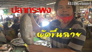 ปลากระพงผัดขึ้นฉ่าย กินเที่ยวทัวร์ ทำครัวกับโกเจ๋ง (ทุกคนต้องดู) EP.16