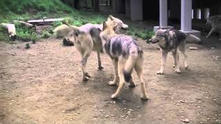 食い下がるユウキ~Wolfpack