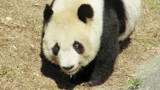 頭を回しながら歩くタンタン🐼 寝ている顔も可愛い♥ #王子動物園