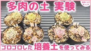 【多肉植物】多肉の土実験✨培養土だけじゃダメなのか❓肥料入り配合土と比較してみる❣️