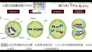 高中生物_必修生物_減數分裂的意義與過程說明【莫斯利高中自然科教學網】