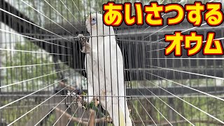 【鳥観察】あいさつができるアカビタイムジオウム【Little corella】