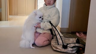 매일 아침 유치원가는 언니 따라가고 싶은 강아지 A dog who want to go to kindergarten with his sister