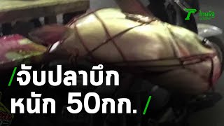 ชาวบ้านจับปลาบึกหนัก 50กก.กลางน้ำชี | 11-12-63 | ตะลอนข่าว