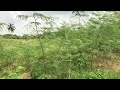 moringa project