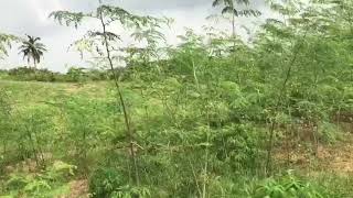 Moringa Project