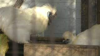 ウコッケイ (姫路市立動物園) 2019年2月16日