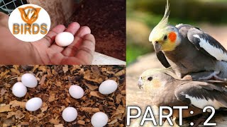 How to breed cockatiel in one month|cockatiel breeding tips in tamil |V2BIRDS|#cockatiel #birdscare