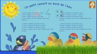 Un petit canard au bord de l'eau - Les petits minous