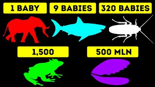 Which Animal Has the Most Babies at Once