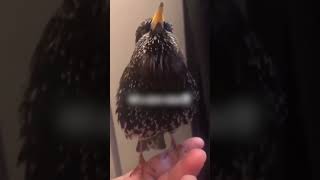 European Starling Sounds Like A Robot 😲