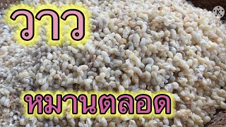 ไปวันไหนก็หมานเหมือนเดิม แหย่ไข่มดแดง จากธรรมชาติ ค่ะ 24/3/2022