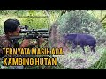 berburu kambing hutan & ayam hutan