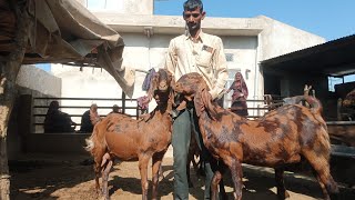 ful Sirohi and Ajmera AVN  shuddh   breed line ki bakriyan for sale,8302077913