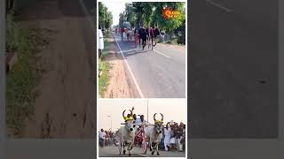 அறந்தாங்கியில் அனல் பறந்த ரேக்ளா ரேஸ் | Rekla Race | Pudukkottai | Aranthangi | Sun News