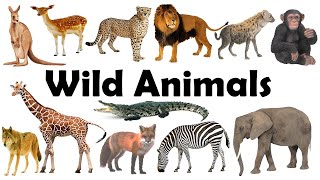 Wild Animals Name | Wild Animals | Wild Animals Name in Hindi to English |Jungle Animals Name