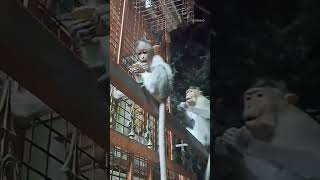 Monkey_ உடம்பு 1/2 அடி : வால் 2 1/2 அடி