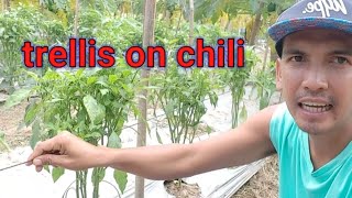 paano mag trelis sa sili (chili trellis) smooth cayene