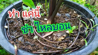 เทคนิคการชำ ไหลบอน ที่ง่ายสุดๆ