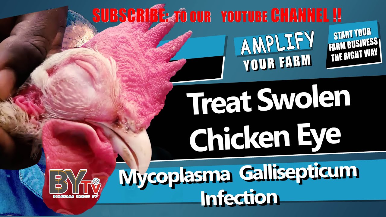 Mycoplasma Gallisepticum (Chicken Eye Swelling) - YouTube