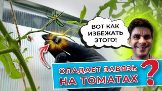 Опадает завязь на томатах? Вот как избежать этого!